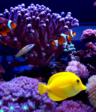 Aquariums can help you with stress & anxiety | AQUARIAN®